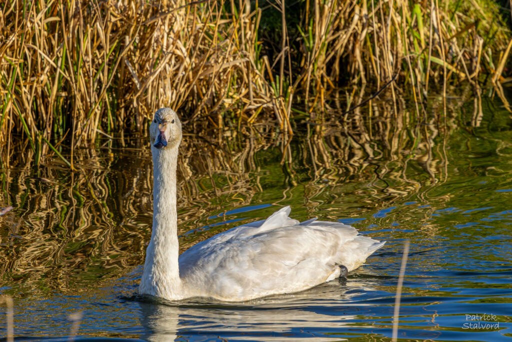 Wilde Zwaan