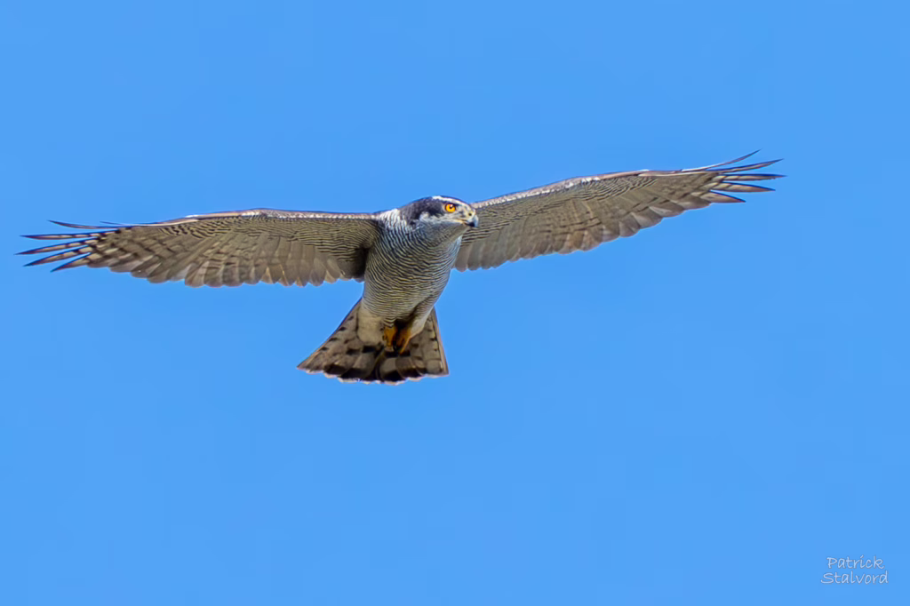 Havik boven de roeibaan Zevenhuizen